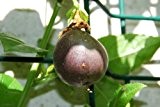 10 Samen Passiflora edulis, echte Maracuja