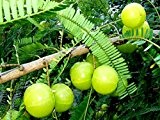 10 Samen Phyllanthus emblica, Amla Baum, indische Stachelbeere, TCM