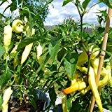 10 Samen Pimento Blanco Paprika - bis zu 20cm lang, knackige Früchte