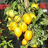 10 Samen Plum Lemon Tomate - dekorative zitronenförmige Früchte