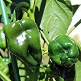 10 Samen Poblano Paprika - beliebte mexikanische und milde Sorte