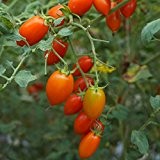10 Samen Principe Borghese Tomate - traditionelle, italienische Sorte