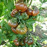 10 Samen Purple Calabash Tomate - alte Sorte, außergewöhnliche Fruchtfarbe