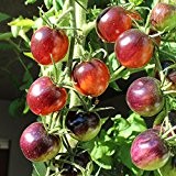 10 Samen Purple Dragon Tomate - glänzende Früchte, einzigartige Färbung