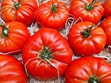10 Samen RAF Tomate Sorte Super Marmande, old spanish heirloom tomato, aus Andalusien, Südspanien