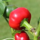 10 Samen Red Cherry Large Chili - ideal für die Kübelkultur, dickfleischige Früchte