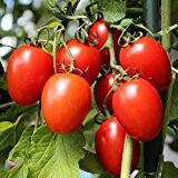 10 Samen Rio Grande Tomate - Pilz- und Fäulnisresistent, sehr ertragreich