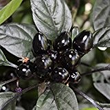 10 Samen Royal Black Chili - außergewöhnliches, dunkles Laub und Früchte