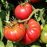 10 Samen Schlesische Himbeere Tomate - intensives Tomatenaroma, mittelfrühe Sorte