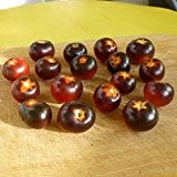 10 Samen schwarze Cherrytomate - Massenträger, süße Früchte