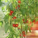 10 Samen Siberian Tomate - kältetolerant, kurze Reifezeit