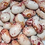 10 Samen Stangenbohne Cocos de Boheme - weiß/beige mit weinroten Sprenkeln