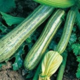 10 Samen Striato D'italia Zucchini - gestreifte Früchte, guter Ertrag