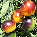 10 Samen Stripes of Yore Tomate - violett/schwarz gestreifte Früchte