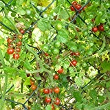 10 Samen Sweet Pea Tomate - Mini-Kirschtomate, Massenertrag