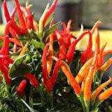10 Samen Terrassenfeuer Chili - ideal für die Kübelkultur, Massenertrag