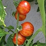 10 Samen Tigerella Tomate - alte gestreifte Sorte, angenehmes Aroma