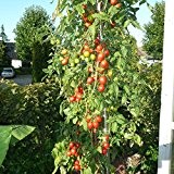 10 Samen Tomate unbekannt 4m - 4 Meter hoch, Massenertrag