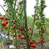 10 Samen Unbekannte Rote Tomate - Massenertrag, platzfest