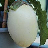 10 Samen White Egg Aubergine - eiförmige, weiße Früchte