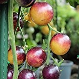 10 Samen White Purple Tomate - Lila/schwarz/cremefarben, seltene Sorte