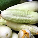 10 Samen White Wonder Gurke - seltene, weiße Salatgurke