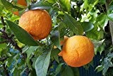 10 Samen ★ ★ Winterharter Orangenbaum ★ ★ ''Citrus aurantium'' -Bitterorange- ★★ -25°C ★★