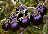 10 schwarze Tomate Samen aus China, RARITÄT, Supergeschmack