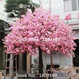 10 Stück Brunnen Kirschbaum Weinen, DIY Hausgarten Zwergen Baum, Zierpflanze Bonsai Sakura-Baum Samen für zu Hause
