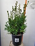 10 Stück: Buchsbaum (Buxus sempervirens) Heckenpflanzen, 17cm Topf, 50cm hoch, immergrün