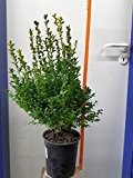 10 Stück: Buchsbaum (Buxus sempervirens) Heckenpflanzen, 19cm Topf, 70cm hoch, immergrün