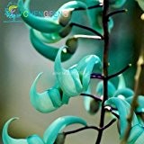 10 Stück Gefährdete Jadewein 'Strongylodon Macrobotrys & Blumensamen blau Blumensamen für Hausgarten