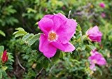 10 Stück Heckenrose Apfelrose im Container 40-60 cm - Rosa rugosa - floranza®