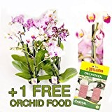 10 Stück Phalaenopsis, 2 Triebe, Orchidee, blühend, 9cm Topf, Orchid, Orchidée