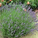 10 Stück Tiefblauer Lavendel - Lavandula angustifolia 'Hidcote Blue' im Topf 9x9 cm