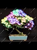 10 Stücke Bonsai Albizia Blumensamen genannt Mimosa Seidenbaum, Zierblumen Samen leicht wachsend
