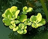 10 StückMuschelblumen (Pistia stratiotes) - Schwimmpflanze Teichpflanzen Teichpflanze