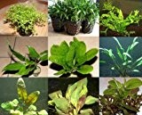 10 Töpfe 5 Sorten Aquarienpflanzen, Wasserpflanzen