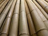 10 x Bambusrohr Bambusstange Bambushalm Bambus Bambusrohre 10 x 5-6 x 2 m / 50 - 60 mm