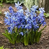 10 x Blue Scilla campanulata bulbs (Wood Hyacinth)