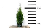 10 x Hecken-Pflanze Thuja occidentalis Smaragd 40-60 cm hoch