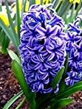 10 x Hyacinth 'Blue Star' bulbs (easy to grow)