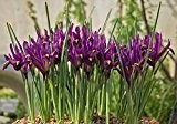 10 x Iris Reticulata bulbs (Purple Gem)