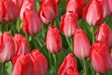 10 x Pink Tulip 'Van Eijk' bulbs (plant at home)