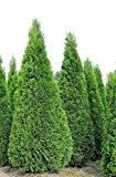 10 x Riesige Lebensbäume Thuja Smaragd jeweils im 10 Liter Container in Baumschulqualität Gesamthöhe ca.180 cm.