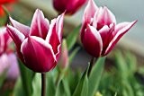 10 x Tulip 'Claudia' bulbs (plant at home)
