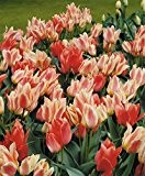 10 x Tulip 'Quebec' bulbs (ready to plant)