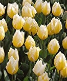 10 x Tulip 'Sweetheart' bulbs (plant at home)