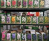 100 BIO Blumenzwiebel verschiedene schöne Sorten