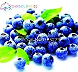 100 Blaubeere Fruchtsamen Tropische Frucht der gute Geschmack Easy Care Indoor, Outdoor erhältlich
